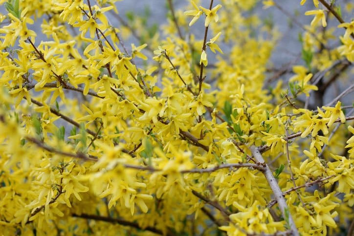 10 blommande buskar som tål allt! - Vi i Villa