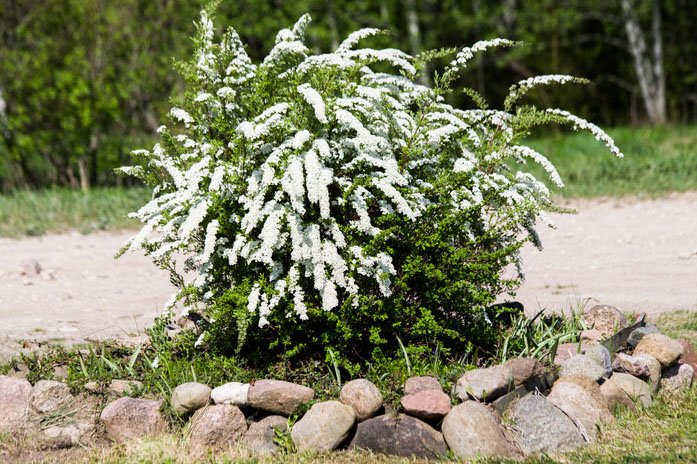 10 blommande buskar som tål allt! - Vi i Villa