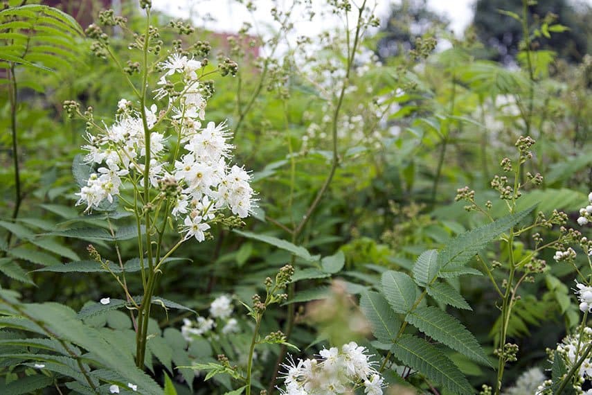 10 blommande buskar som tål allt! - Vi i Villa
