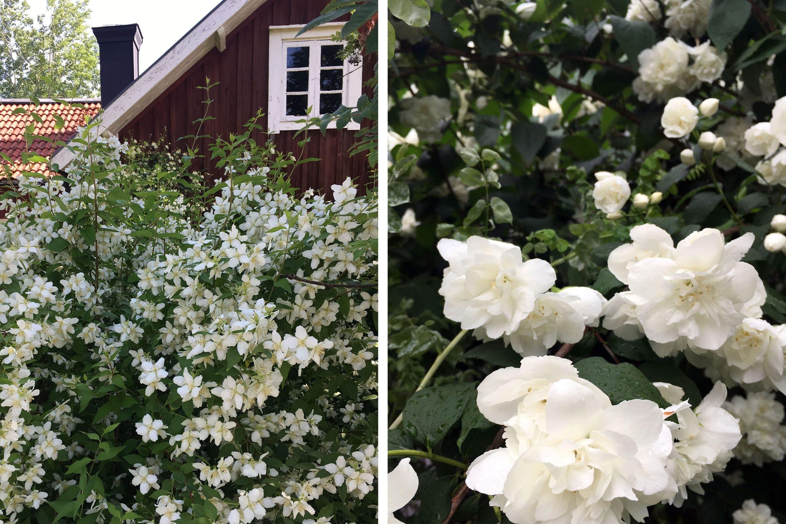 10 blommande buskar som tål allt! - Vi i Villa