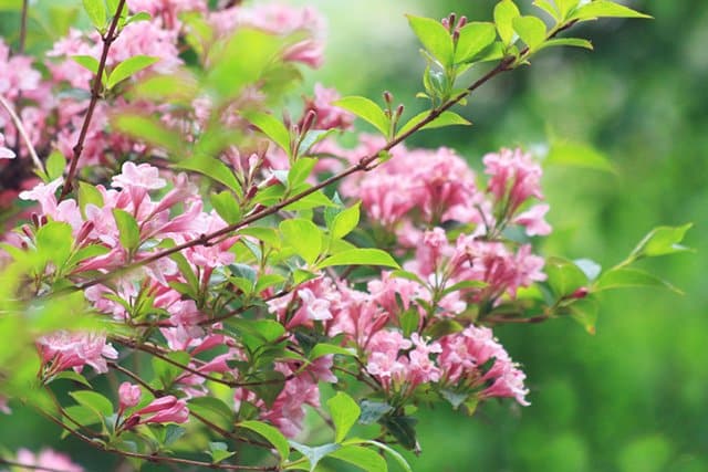 Med blommande buskar får du vacker blomning i trädgården, utan att det kräver nästan någon skötsel alls. Välj gärna flera buskar som avlöser varandra i blomningen. Här är 10 stycken lättodlade sorter!