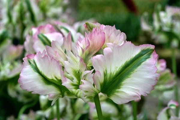 10 ljuvliga tulpaner att plantera - Vi i Villa