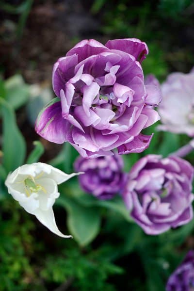 10 ljuvliga tulpaner att plantera - Vi i Villa