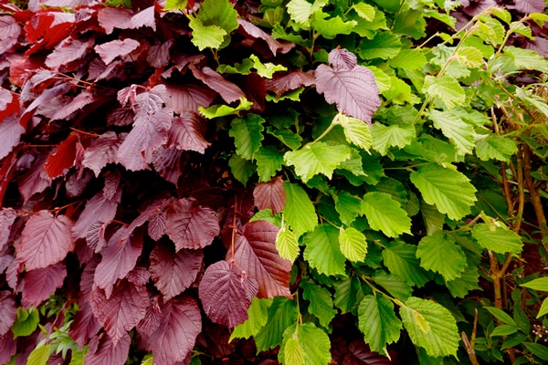 Så planterar du häck! - Vi i Villa