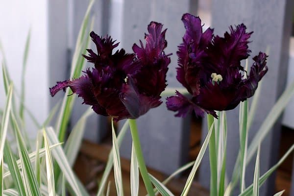 10 ljuvliga tulpaner att plantera - Vi i Villa