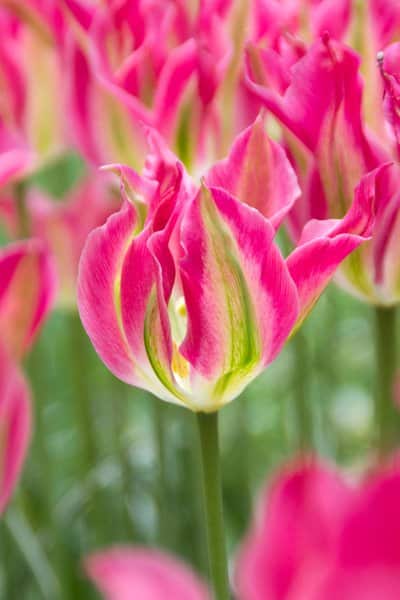 10 ljuvliga tulpaner att plantera - Vi i Villa