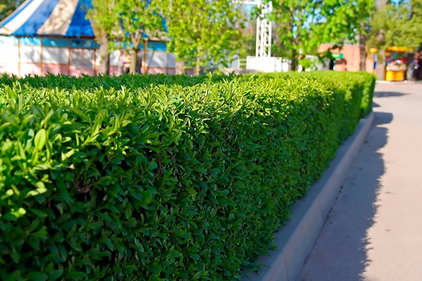 Så planterar du häck! - Vi i Villa