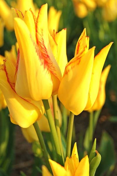 10 ljuvliga tulpaner att plantera - Vi i Villa