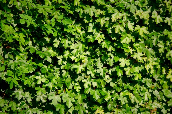 Så planterar du häck! - Vi i Villa