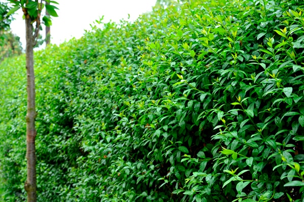 Så planterar du häck! - Vi i Villa