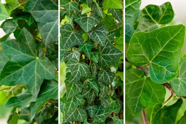 Murgröna – 3 tips för den gröna klättraren - Vi i Villa