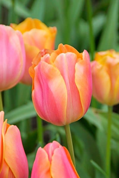 10 ljuvliga tulpaner att plantera - Vi i Villa