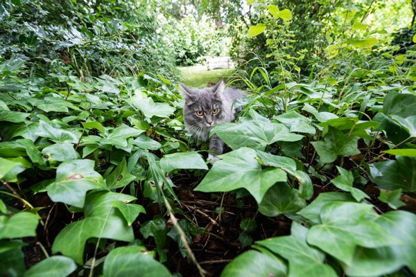 Murgröna – 3 tips för den gröna klättraren - Vi i Villa