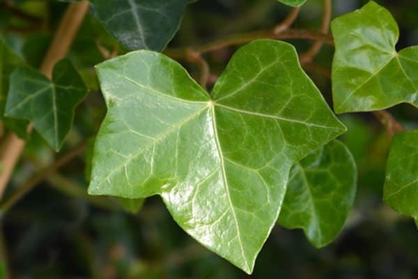 Murgröna – 3 tips för den gröna klättraren - Vi i Villa