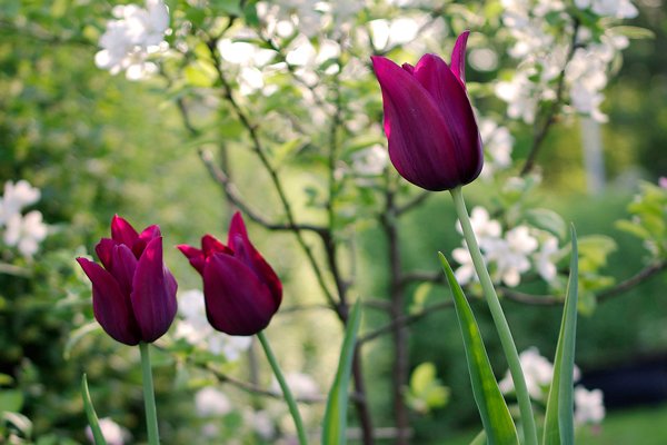 10 ljuvliga tulpaner att plantera - Vi i Villa