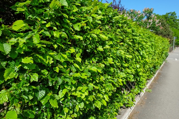 Så planterar du häck! - Vi i Villa