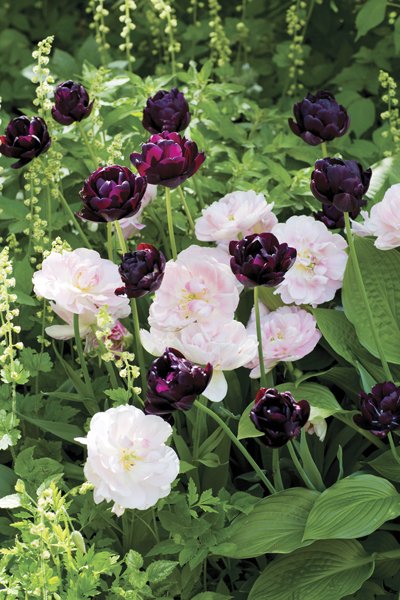 10 ljuvliga tulpaner att plantera - Vi i Villa