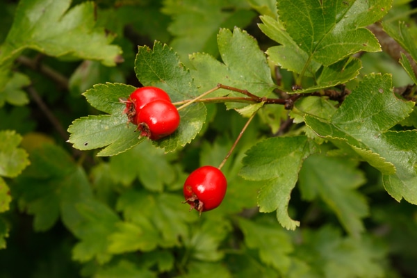 Så planterar du häck! - Vi i Villa