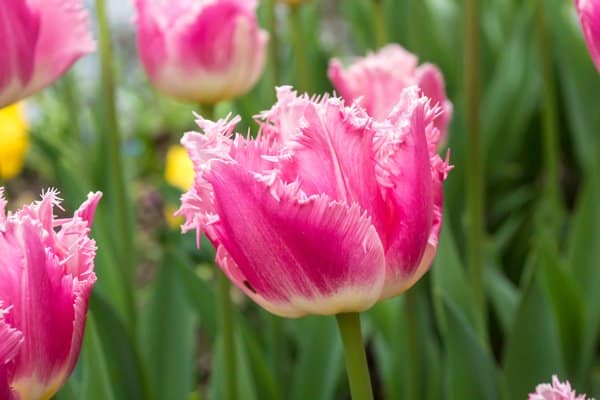 10 ljuvliga tulpaner att plantera - Vi i Villa