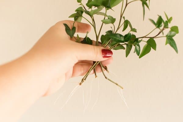 Murgröna – 3 tips för den gröna klättraren - Vi i Villa