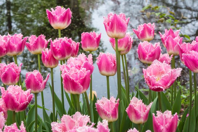 Tio vackra tulpaner som får oss att längta till våren. Sätt lökarna före tjälen kommer för blomstrande tulpaner i vår!