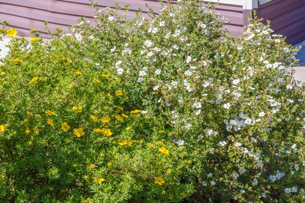 Så planterar du häck! - Vi i Villa