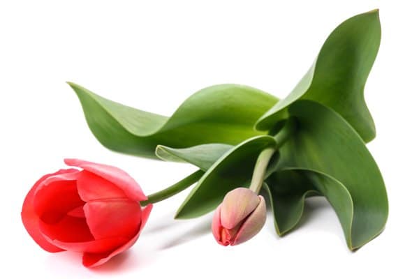 10 ljuvliga tulpaner att plantera - Vi i Villa