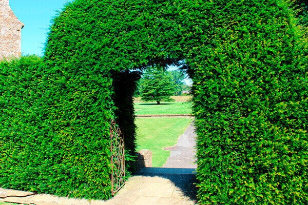 Så planterar du häck! - Vi i Villa