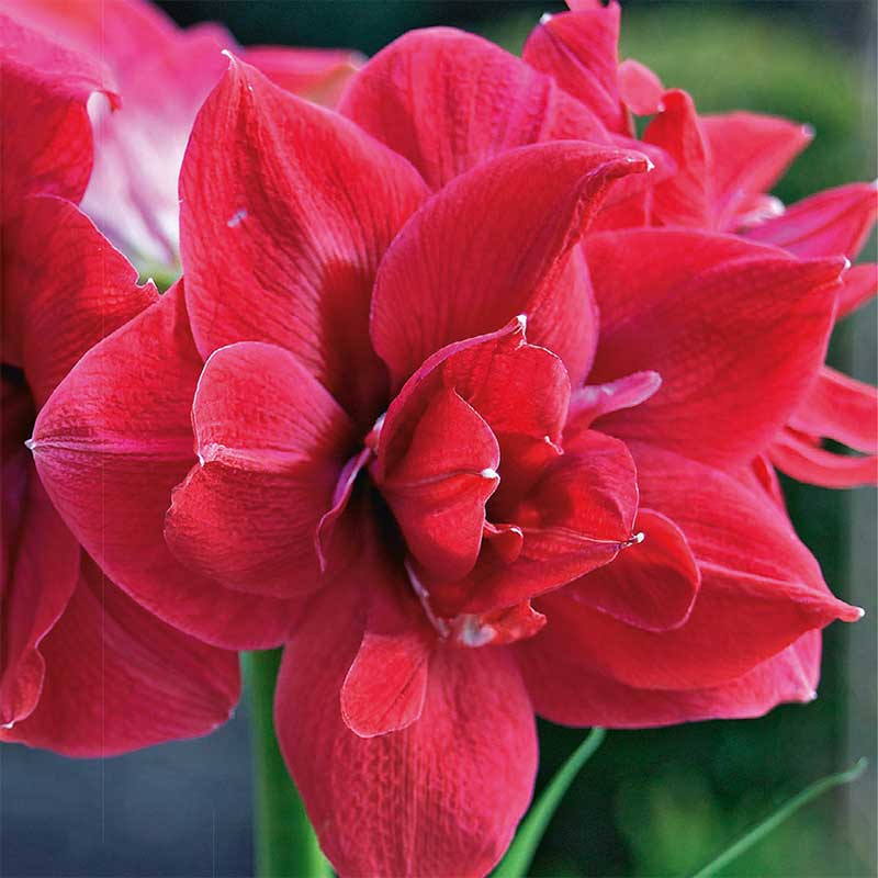 8 vackra amaryllis – så lyckas du med dem! - Vi i Villa