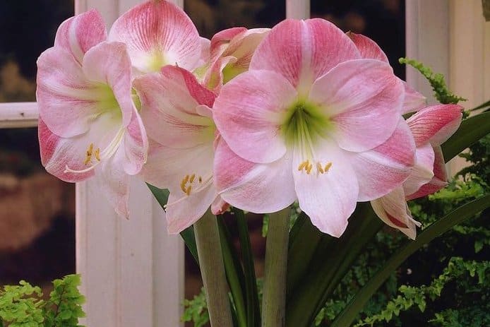 8 vackra amaryllis – så lyckas du med dem! - Vi i Villa