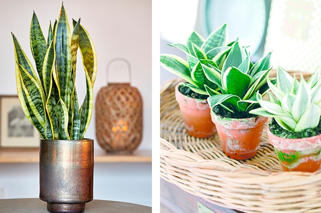 Vill du ha en riktigt lättskött växt ska du satsa på en svärmorstunga. Här är några busenkla tips på hur du lyckas med de spännande bladen!