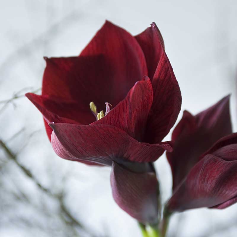 8 vackra amaryllis – så lyckas du med dem! - Vi i Villa