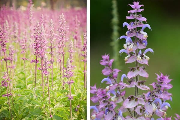 Salvia – en aromatisk höjdarväxt för trädgården - Vi i Villa
