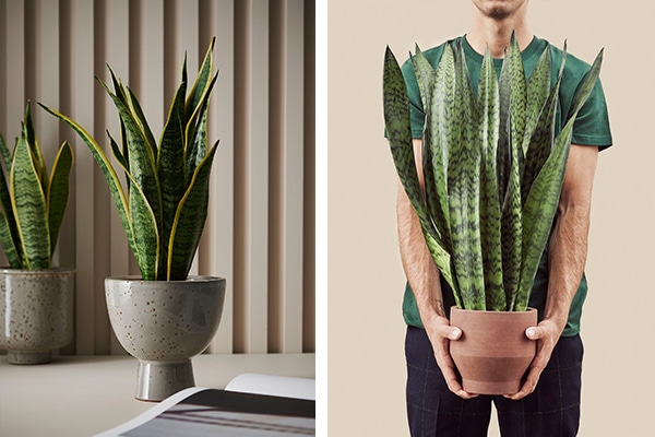 Svärmorstunga – en lättskött favorit för hemmet - Vi i Villa