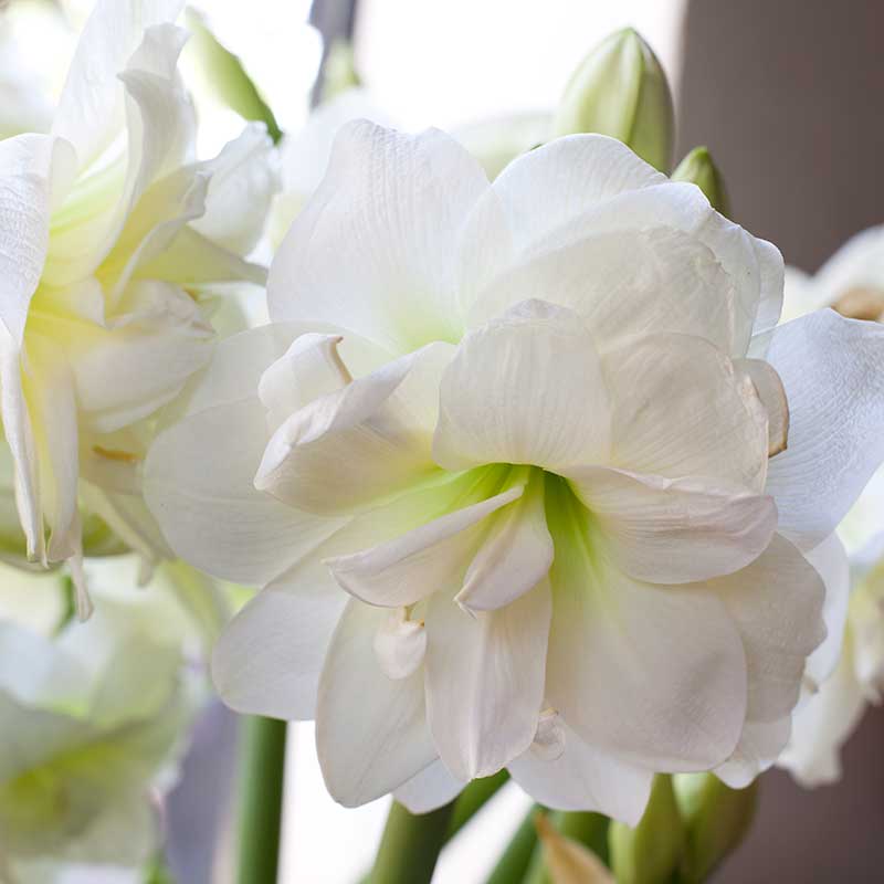8 vackra amaryllis – så lyckas du med dem! - Vi i Villa