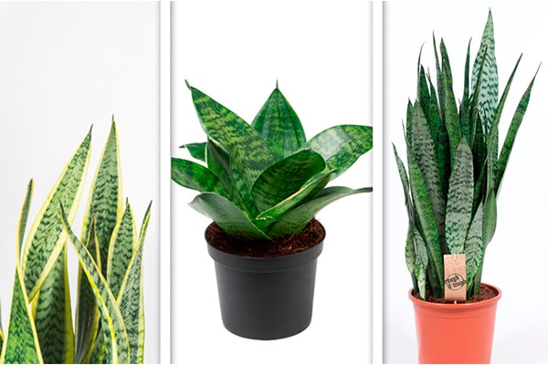 Svärmorstunga – en lättskött favorit för hemmet - Vi i Villa