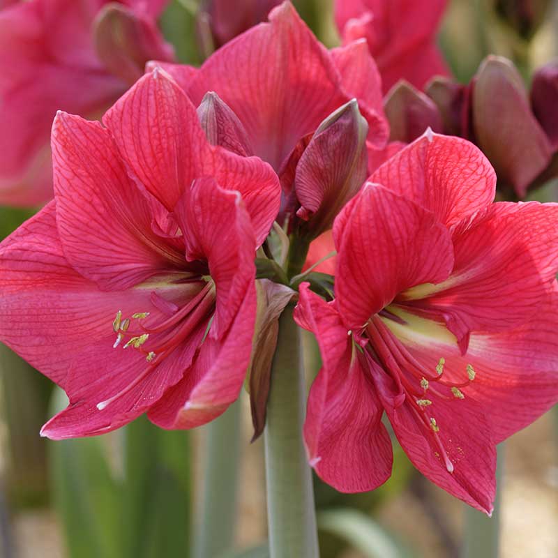 8 vackra amaryllis – så lyckas du med dem! - Vi i Villa