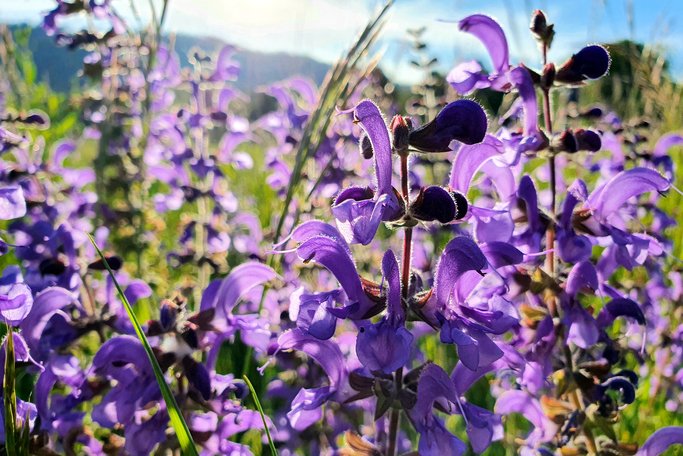 Salvia – en aromatisk höjdarväxt för trädgården - Vi i Villa