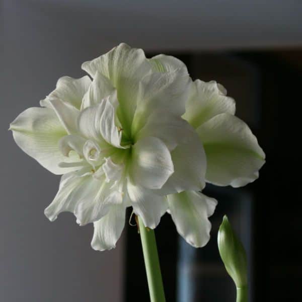 8 vackra amaryllis – så lyckas du med dem! - Vi i Villa