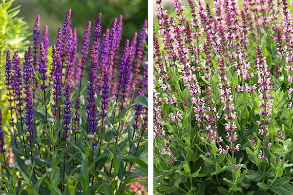 Salvia – en aromatisk höjdarväxt för trädgården - Vi i Villa