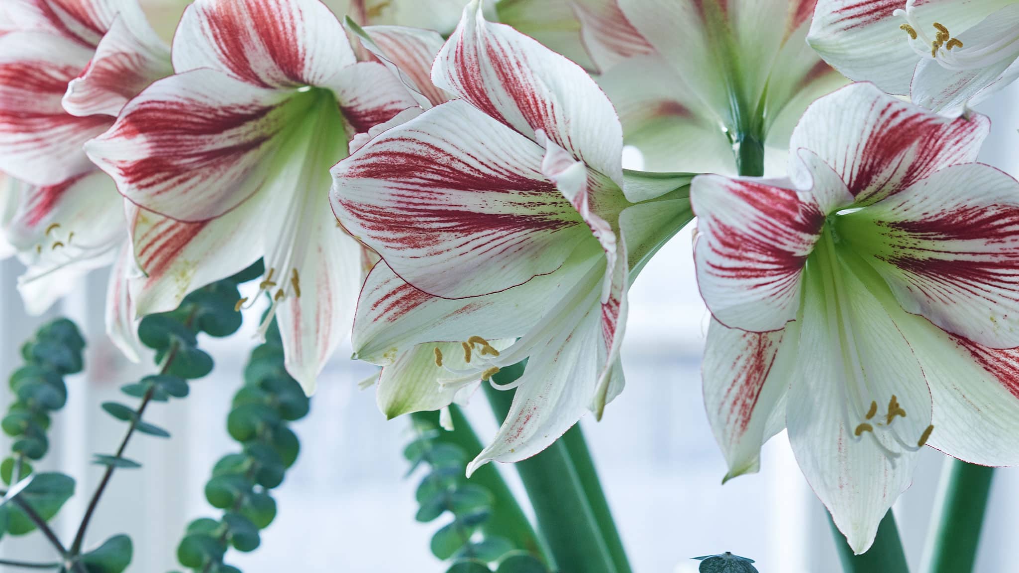 8 vackra amaryllis – så lyckas du med dem!
