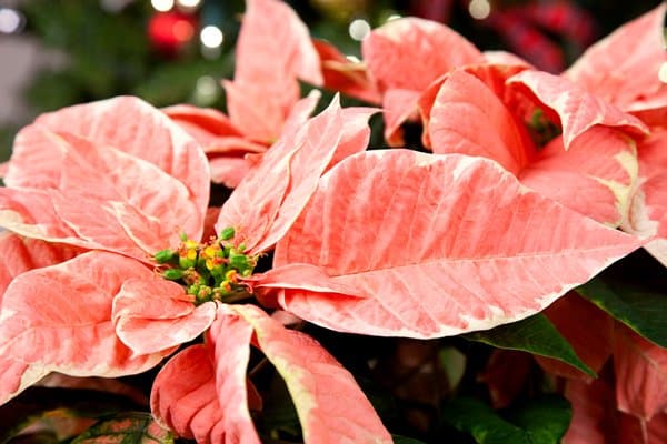 Julstjärna – här är de 4 bästa tipsen för att lyckas! - Vi i Villa