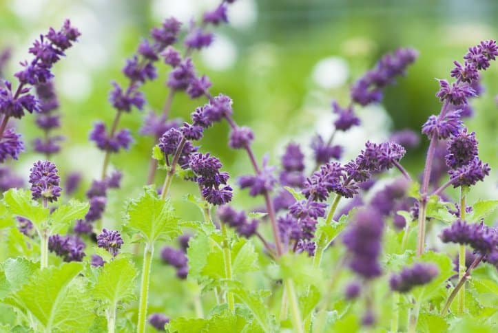 Salvia – en aromatisk höjdarväxt för trädgården - Vi i Villa