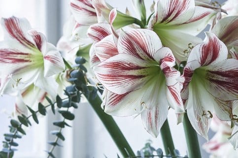 I början av november är det dags att ta fram amaryllislökarna, plantera om dem och se fram emot en ny blomning. Vi har valt ut åtta vackra sorter!