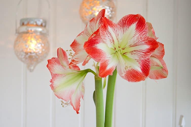 8 vackra amaryllis – så lyckas du med dem! - Vi i Villa