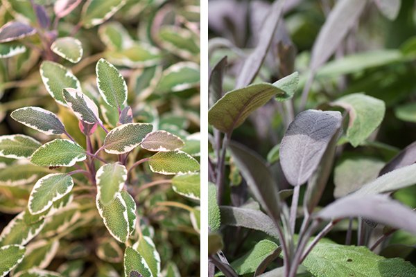 Salvia – en aromatisk höjdarväxt för trädgården - Vi i Villa