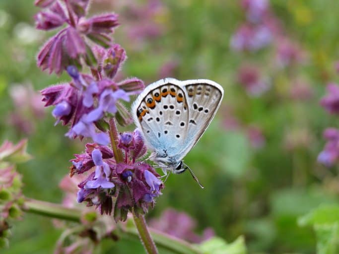 Salvia är både mångsidig och vacker. En smakfull krydda och en fenomenal byggsten i perennrabatten. Här är fem salvior du inte vill missa!