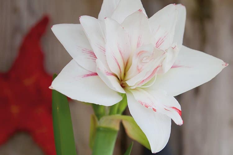 8 vackra amaryllis – så lyckas du med dem! - Vi i Villa