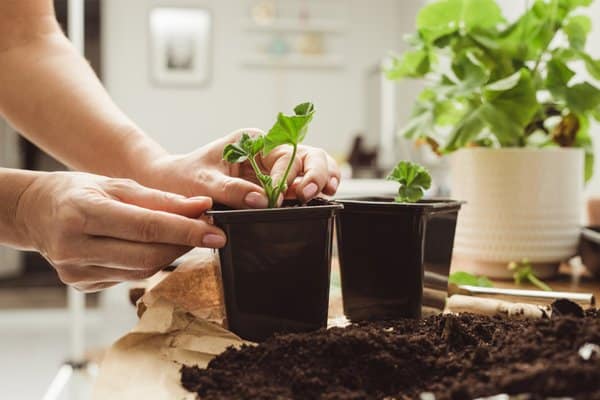 Övervintra pelargoner – så lyckas du! - Vi i Villa