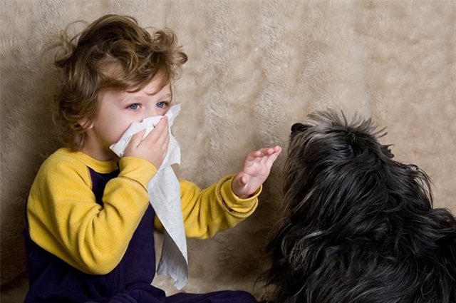 Finns det så kallade ”allergivänliga” hundraser, och vad är skillnaden mellan dem och andra hundar? Vad framkallar dina allergiska reaktioner? Finns det fortfarande en möjlighet att du kan ha hund, trots allergi? Få svar på alla dina frågor här!